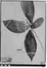 Allophylus dioicus image