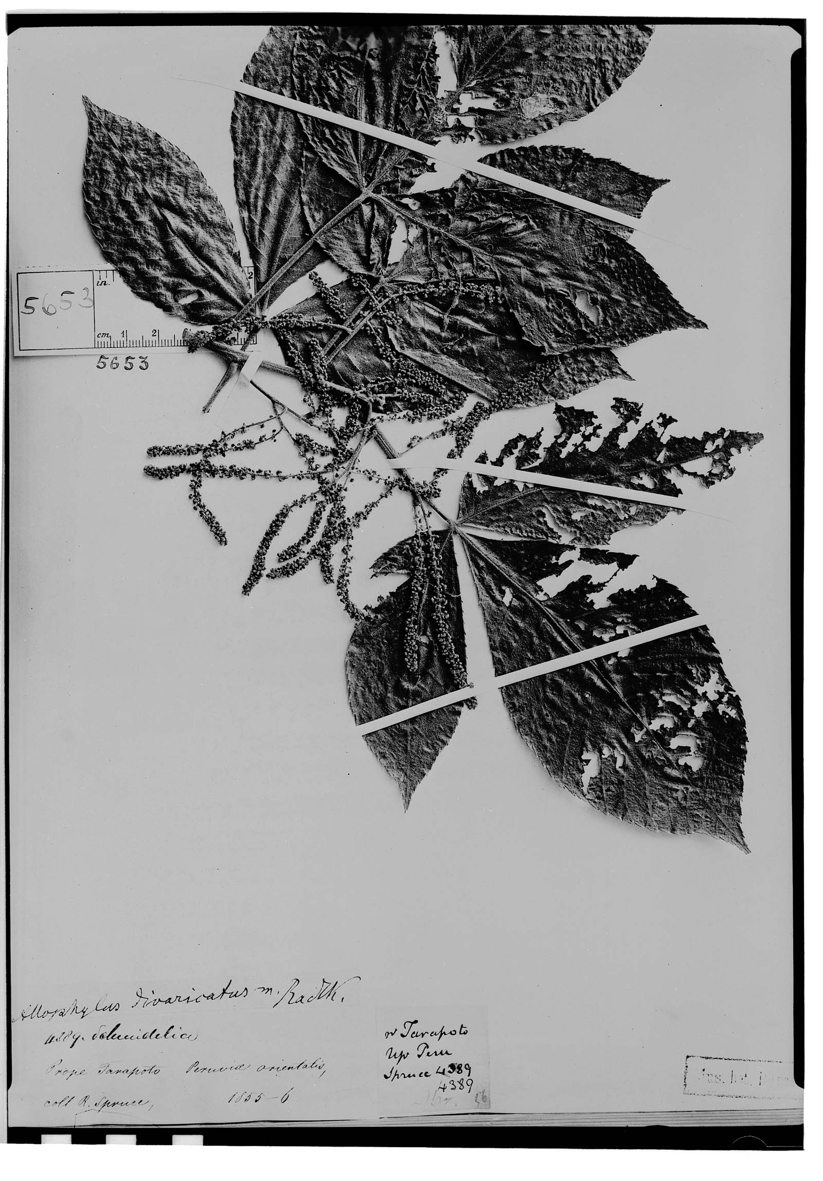 Allophylus divaricatus image