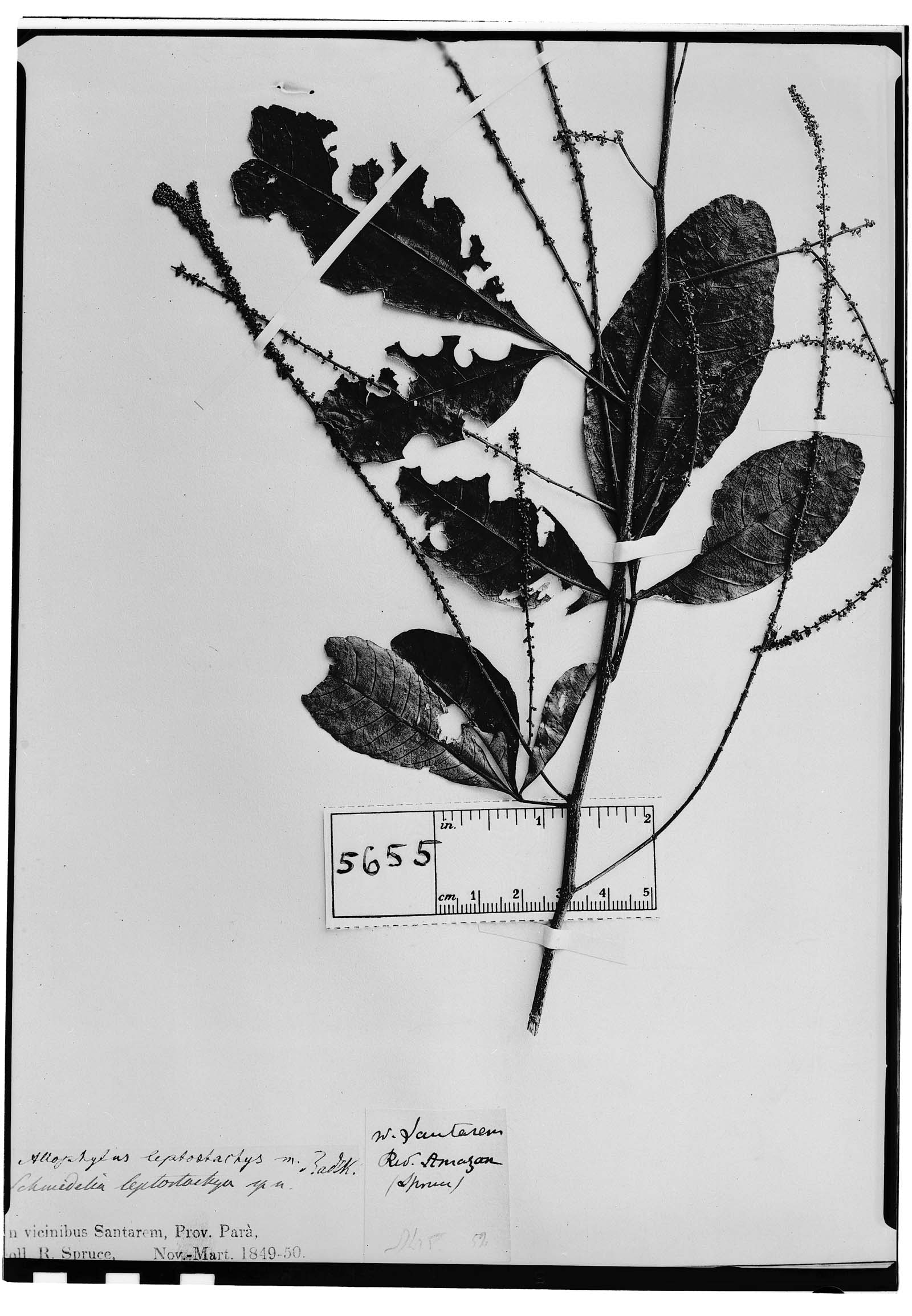 Allophylus leptostachys image