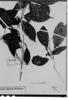 Allophylus leucoclados image