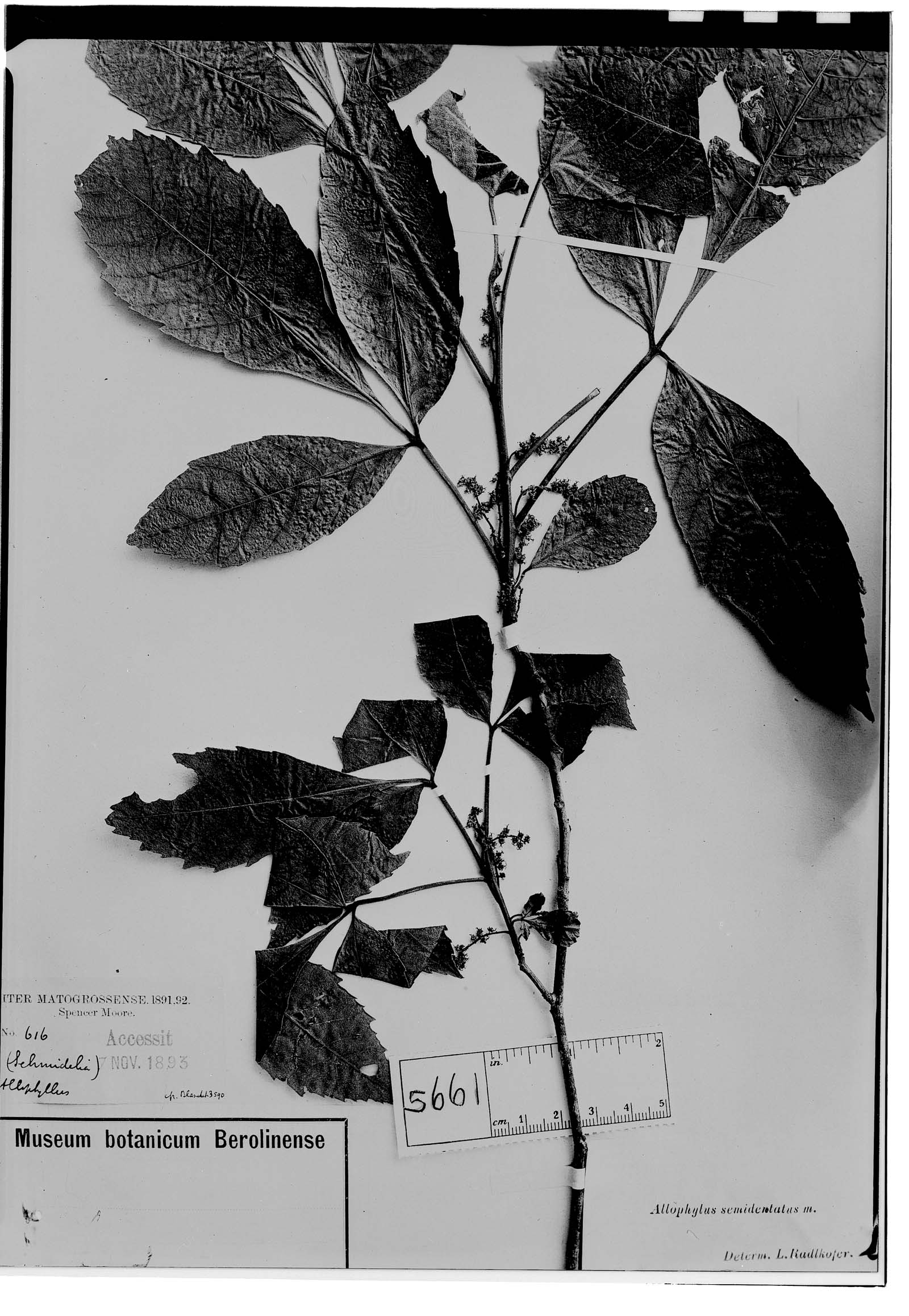 Allophylus semidentatus image