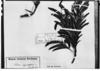 Talisia angustifolia image
