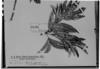 Talisia angustifolia image
