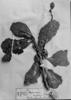Anisomeria coriacea image