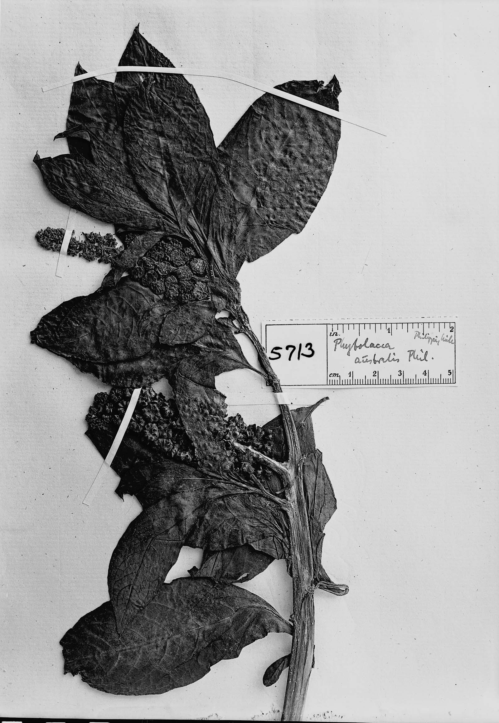 Phytolacca australis image