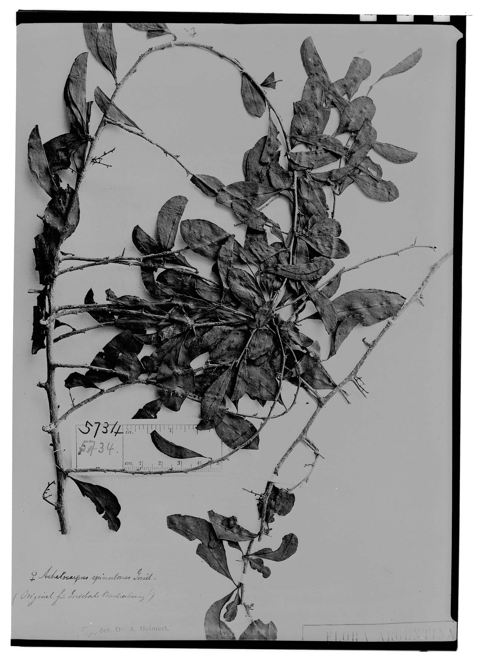 Achatocarpus praecox  spinulosus image