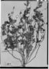 Dactylaena pauciflora image