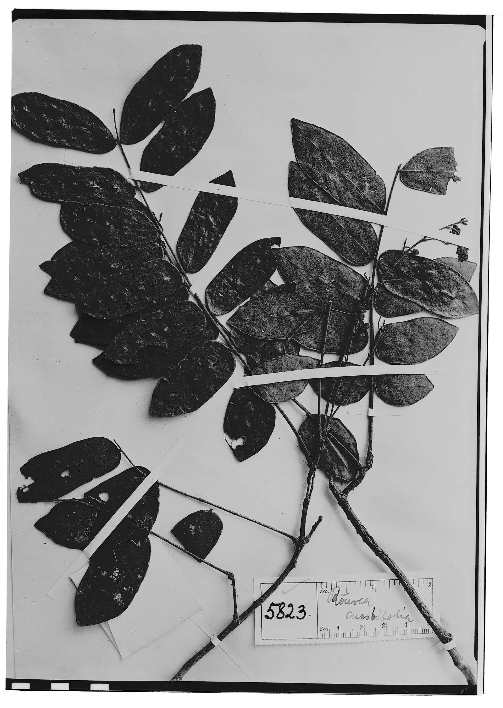 Rourea cnestidifolia image