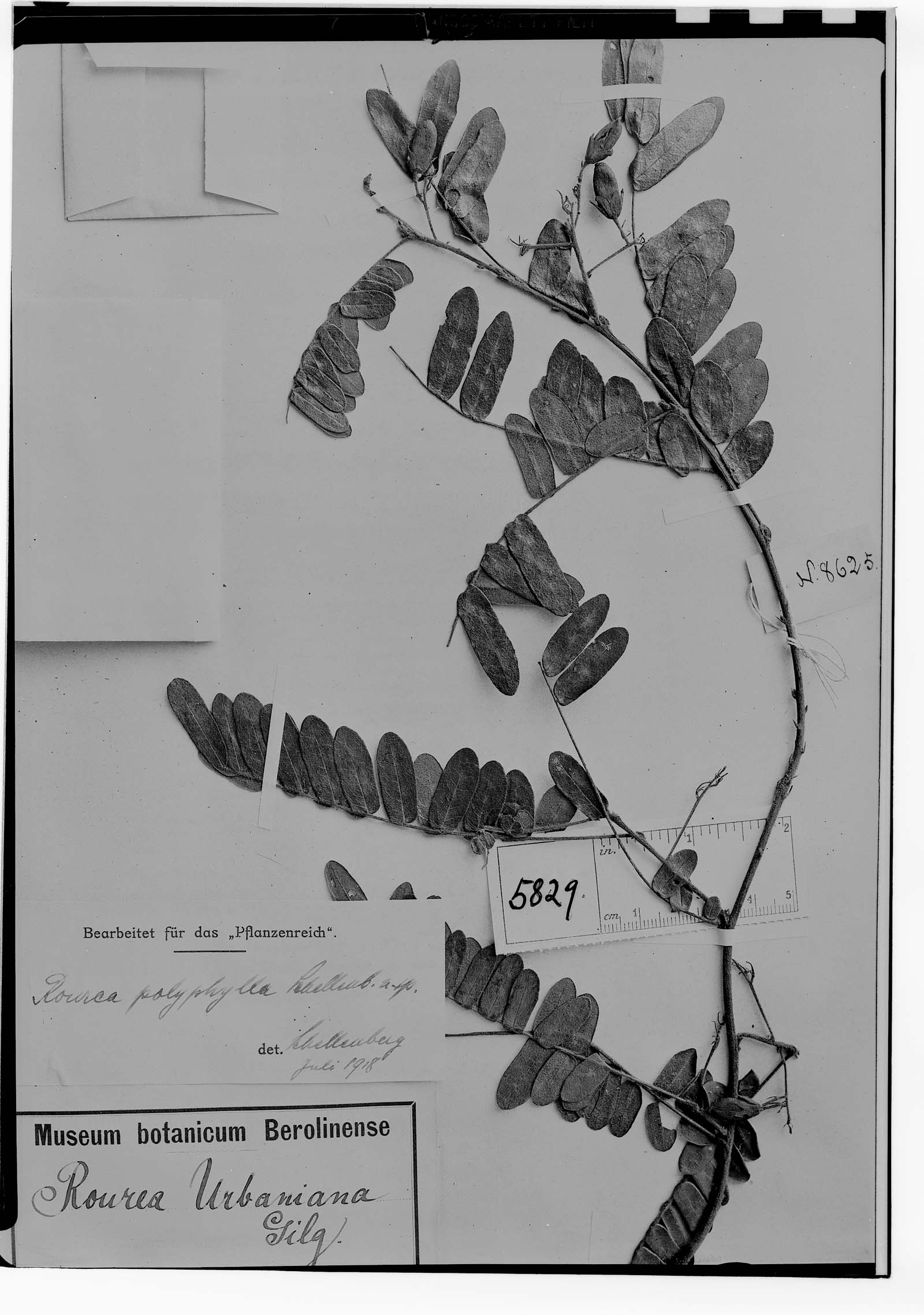 Rourea polyphylla image
