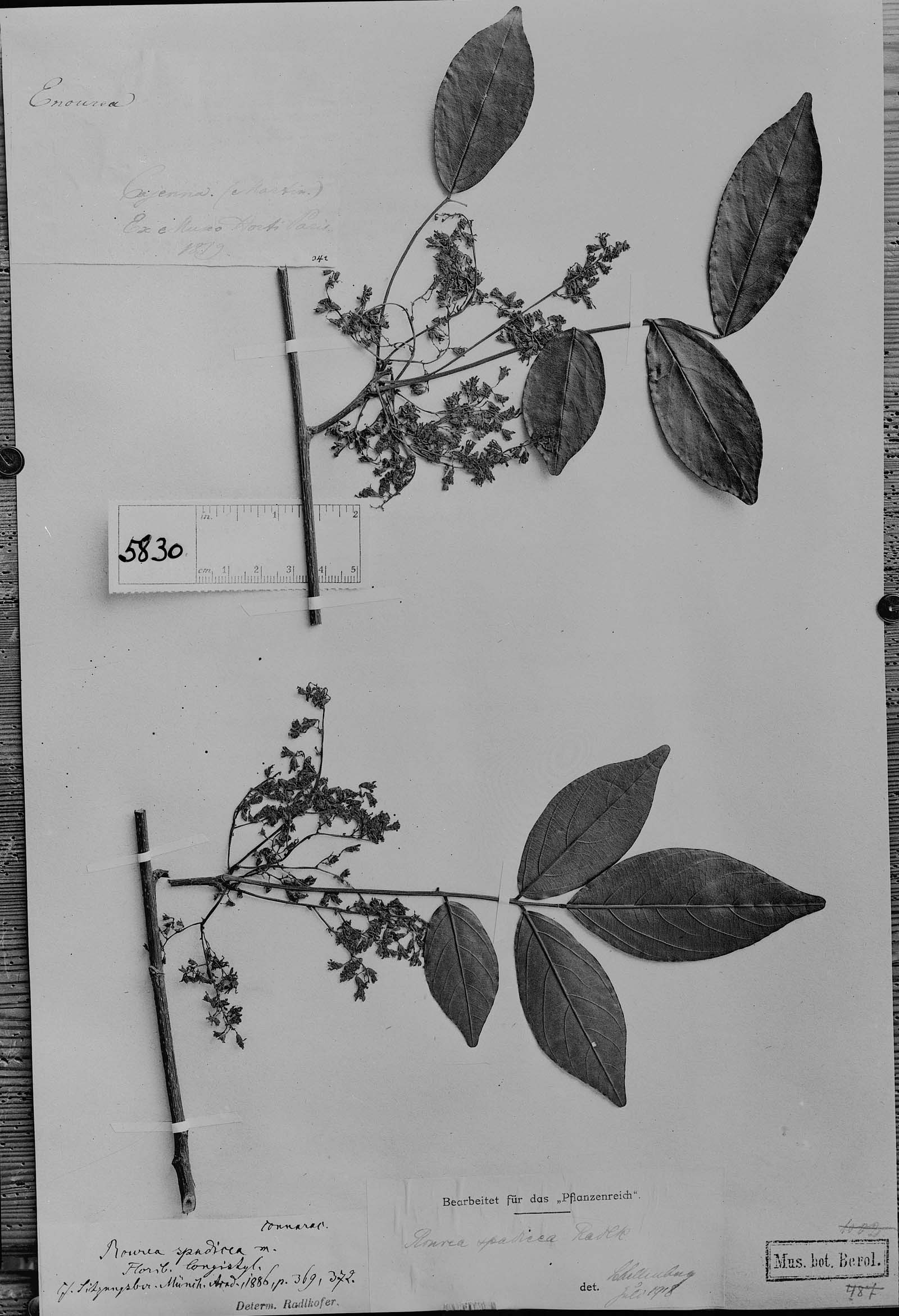 Rourea pubescens var. spadicea image