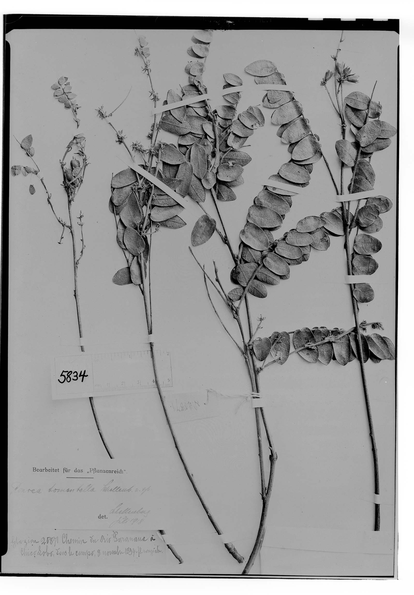 Rourea chrysomalla image
