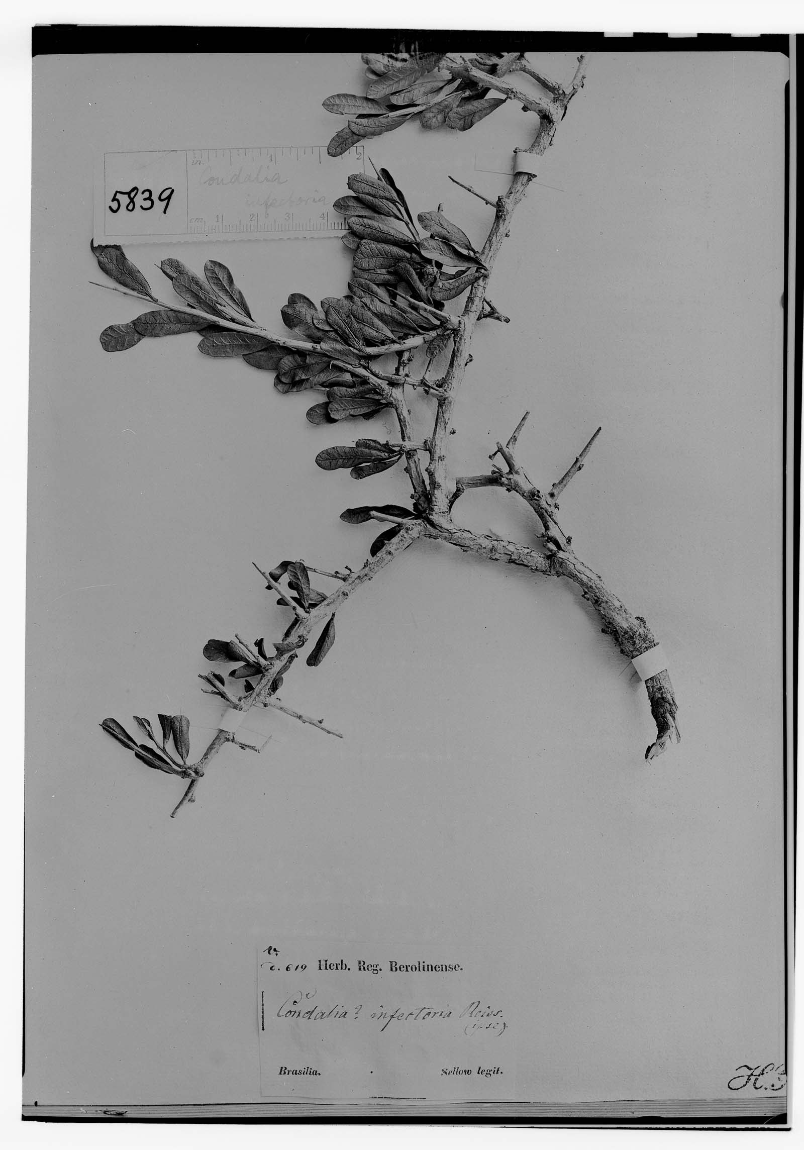 Condalia buxifolia image