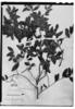 Scutia buxifolia image