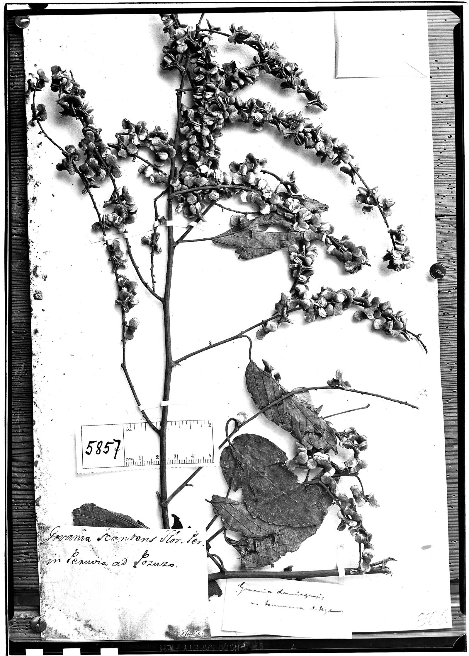 Gouania scandens image