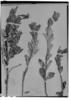 Ruellia adenocalyx image