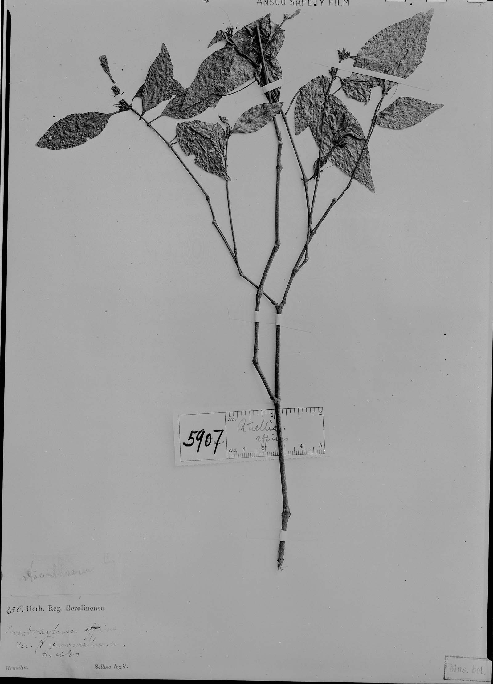 Ruellia affinis image