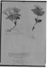 Ruellia dissitifolia image
