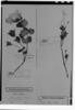 Ruellia multifolia var. viscosissima image