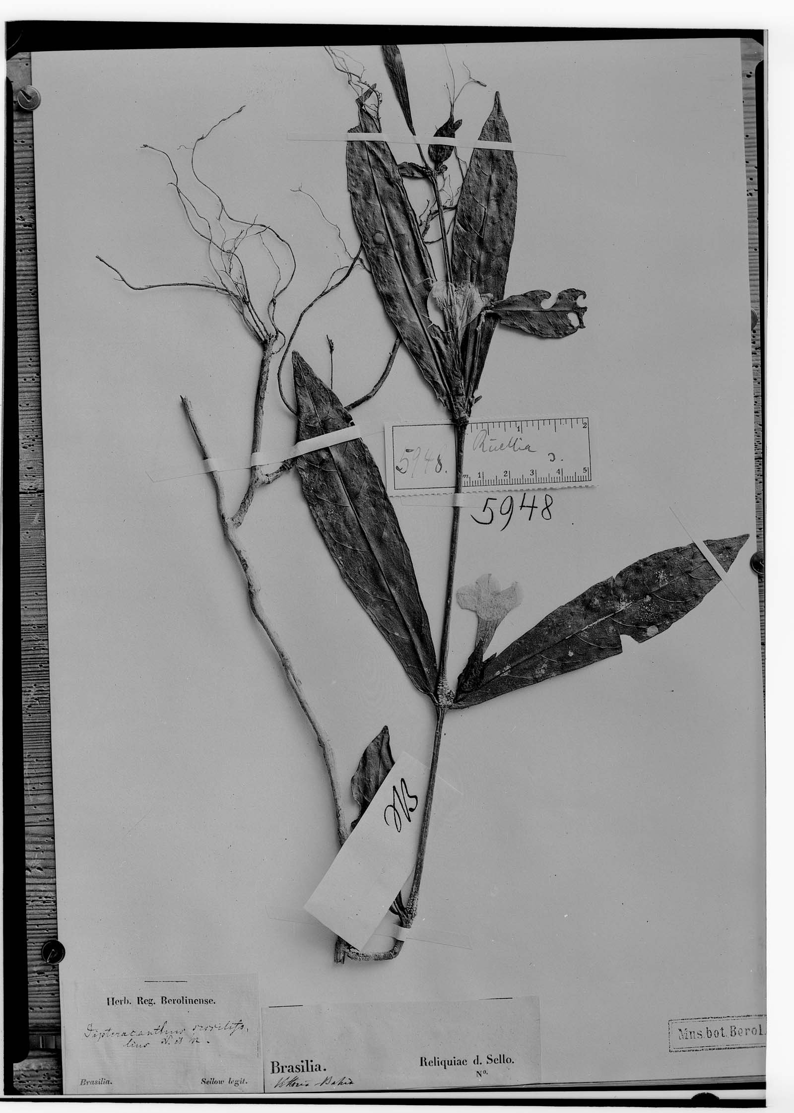 Ruellia sessilifolia image