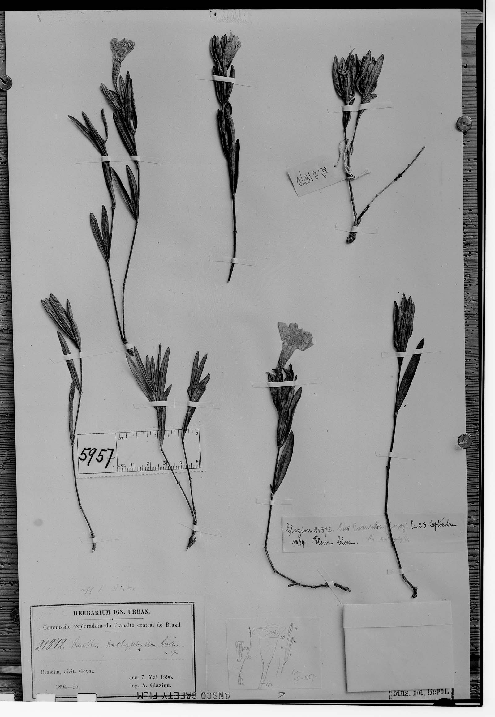 Ruellia trachyphylla image