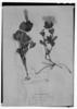 Ruellia multifolia var. viscosissima image