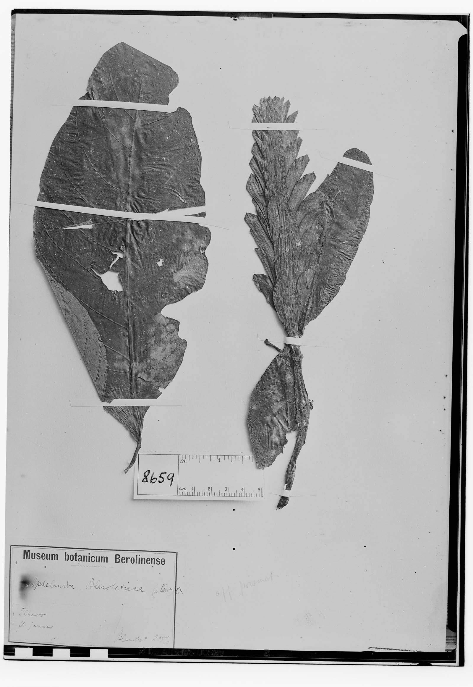 Aphelandra blanchetiana image