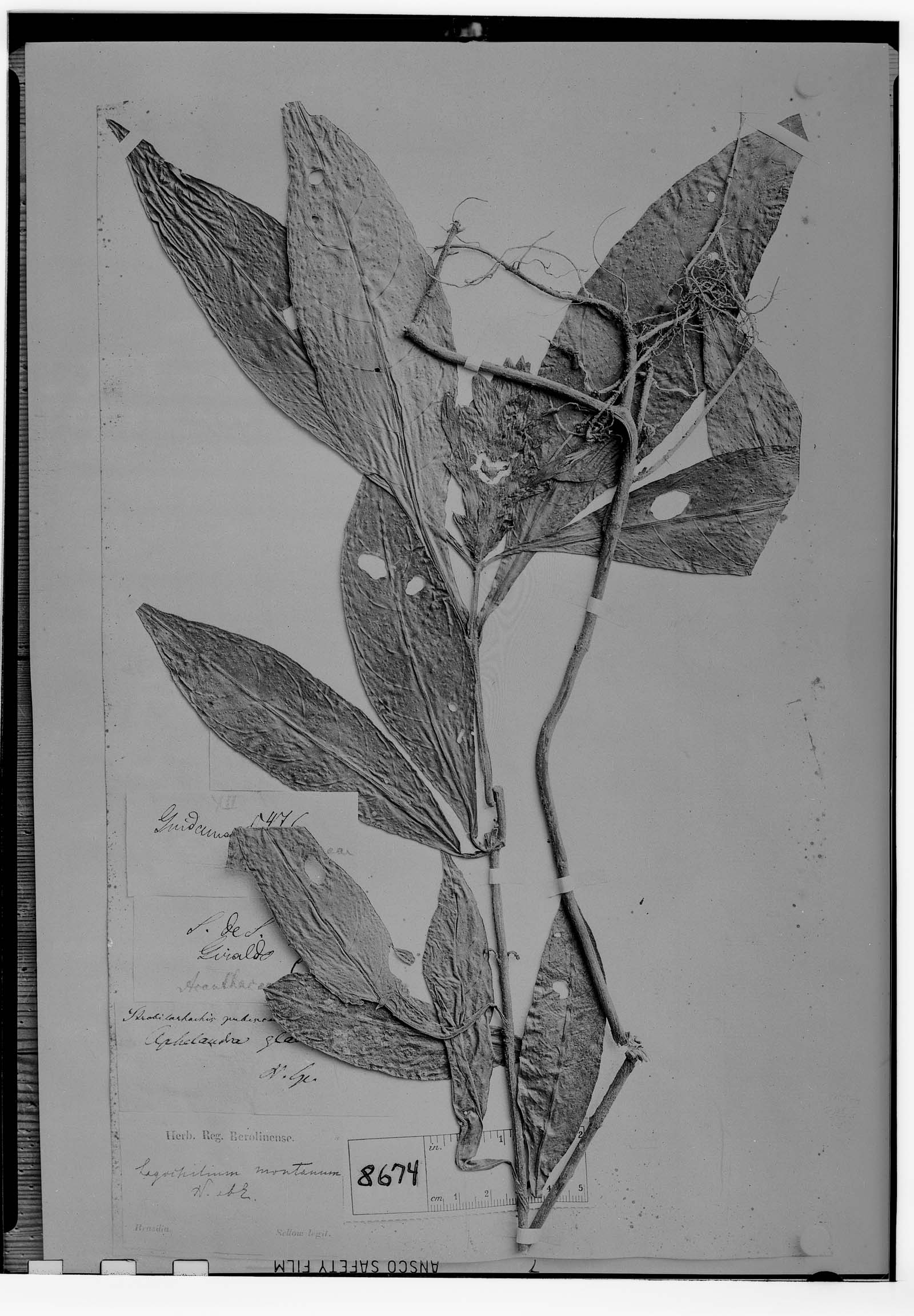Aphelandra colorata image