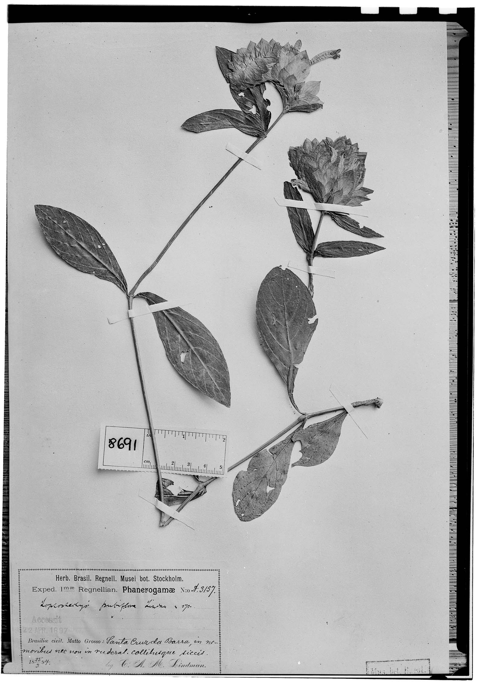 Lophostachys pubiflora image