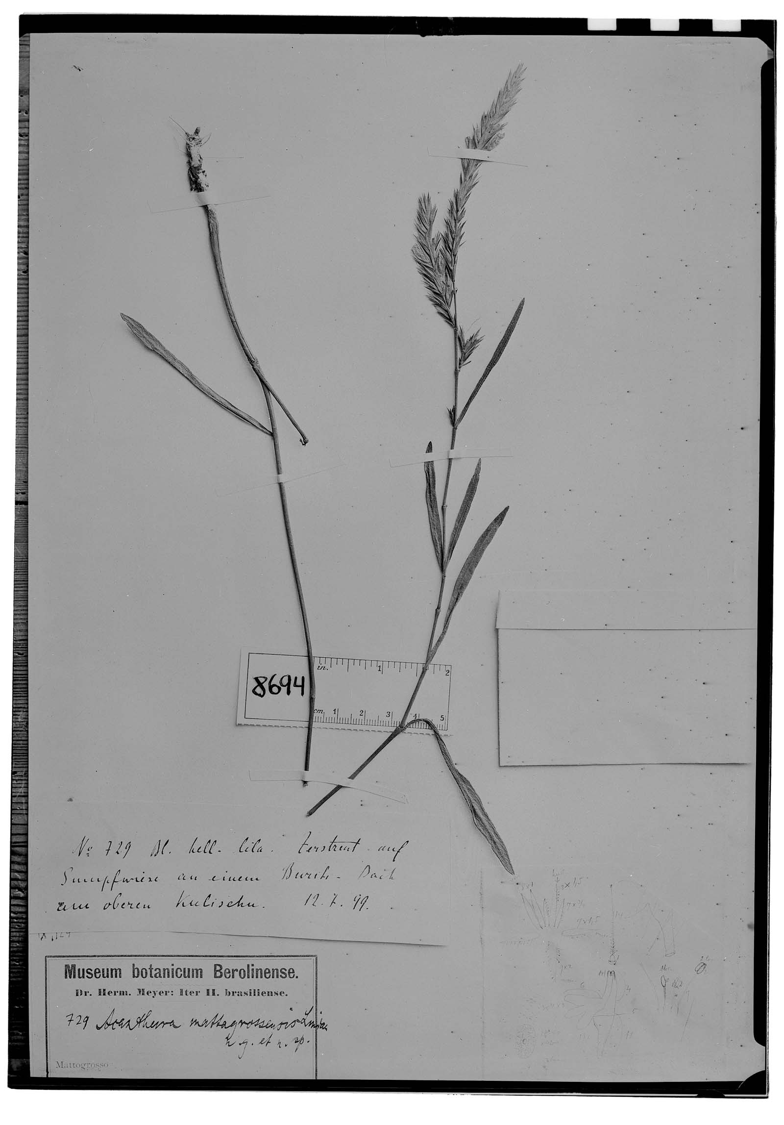 Acanthura mattogrossensis image