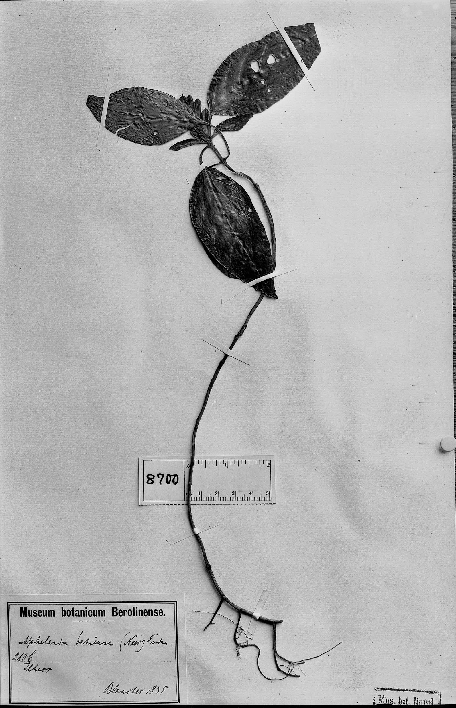 Aphelandra bahiensis image