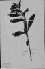 Geissomeria schottiana image