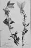 Oplonia grandiflora image
