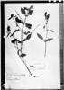 Dicliptera acuminata image