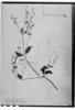 Dicliptera falciflora image
