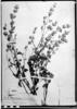 Dicliptera montana image
