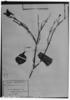 Thyrsacanthus boliviensis image