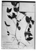 Herpetacanthus acuminatus image