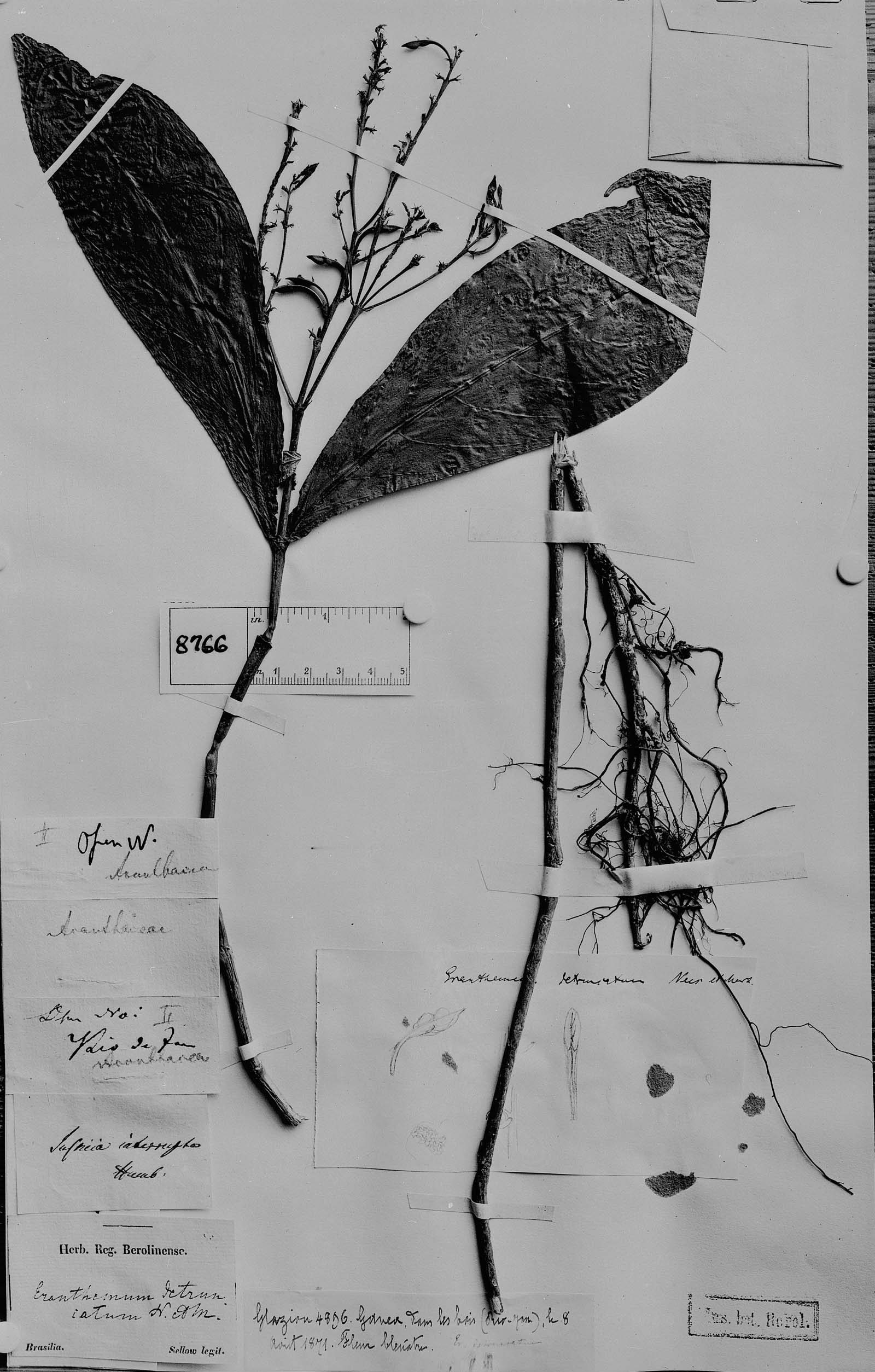 Pseuderanthemum detruncatum image