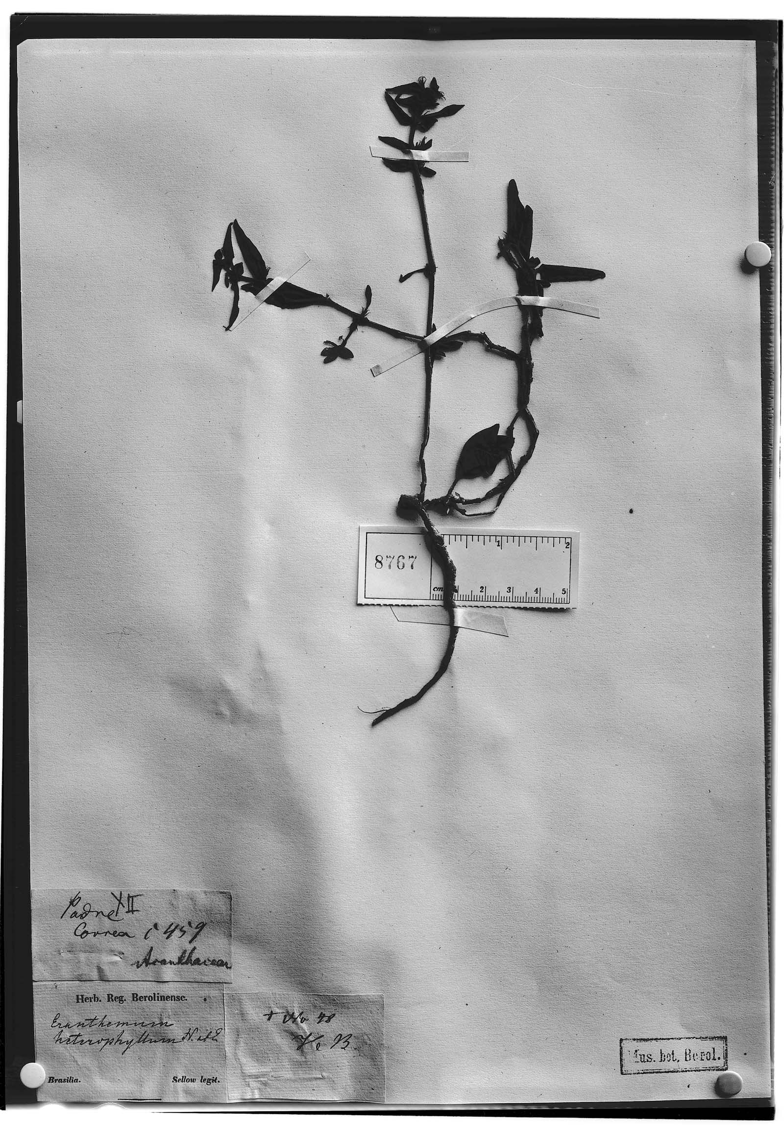Pseuderanthemum heterophyllum image