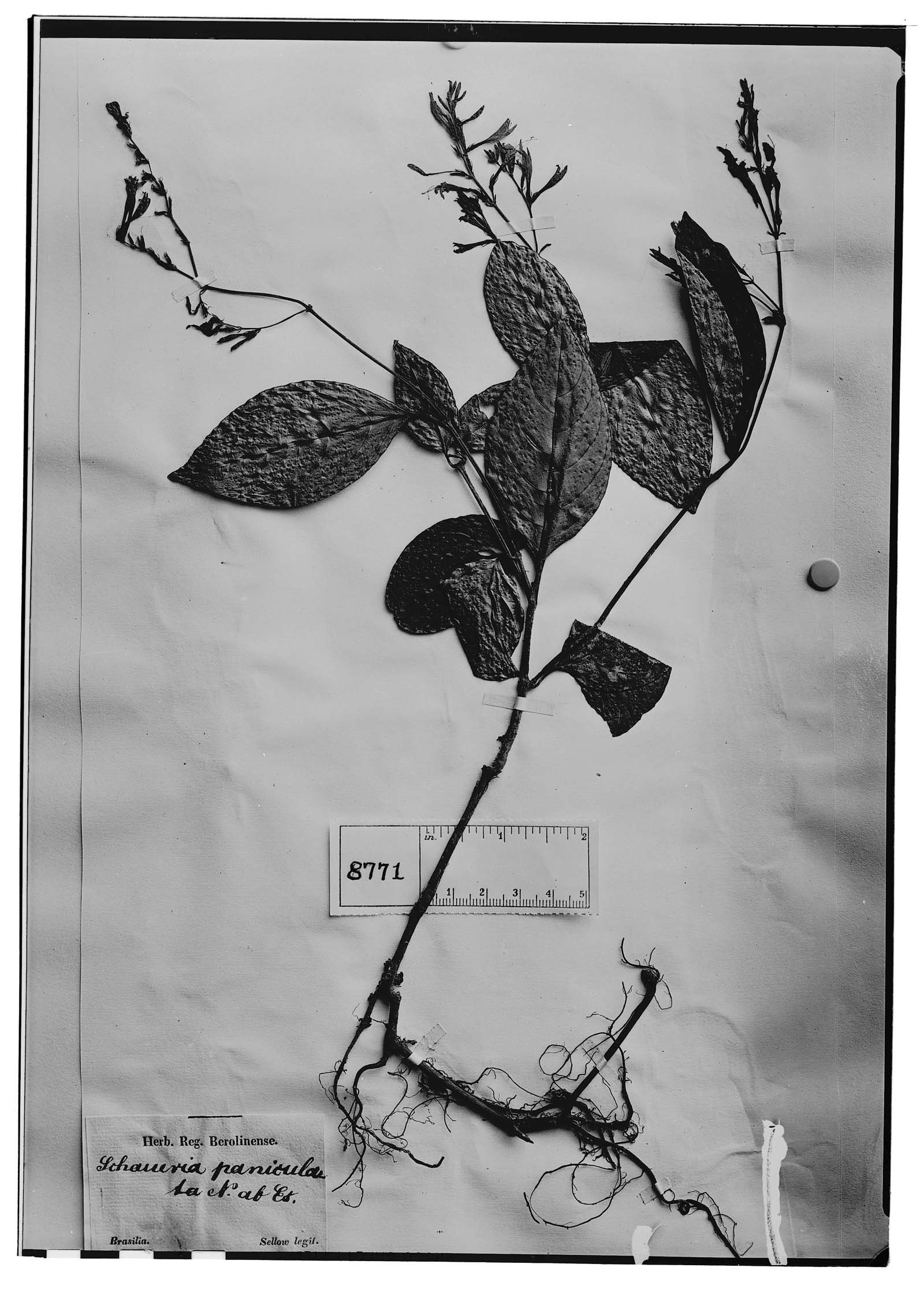 Pseuderanthemum riedelianum image