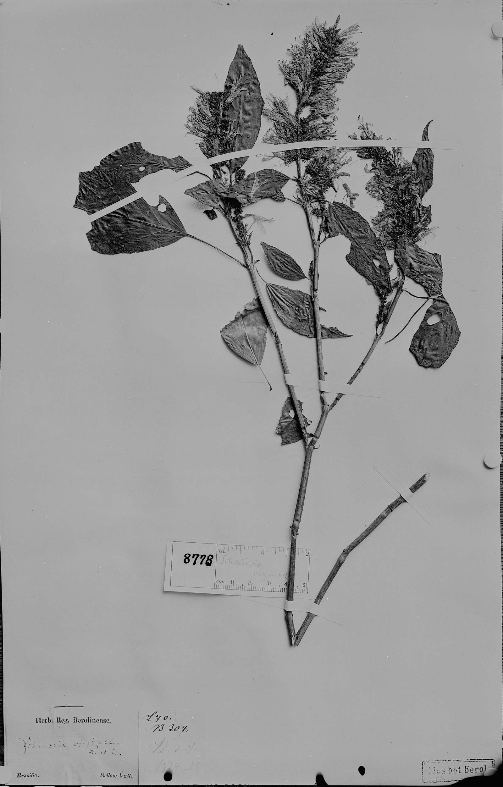 Schaueria virginea image