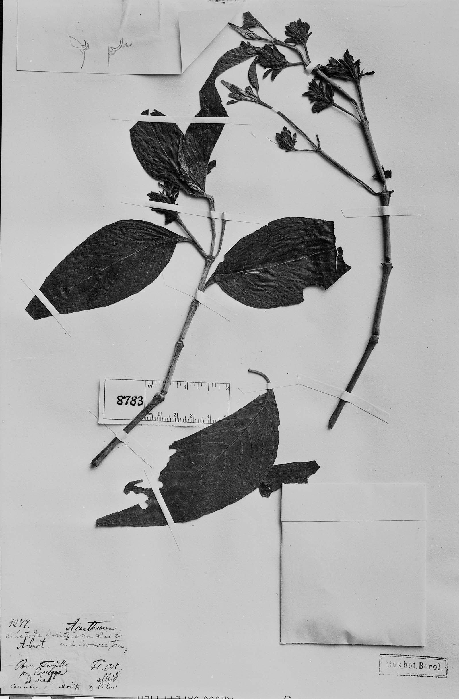 Poikilacanthus moritzianus image