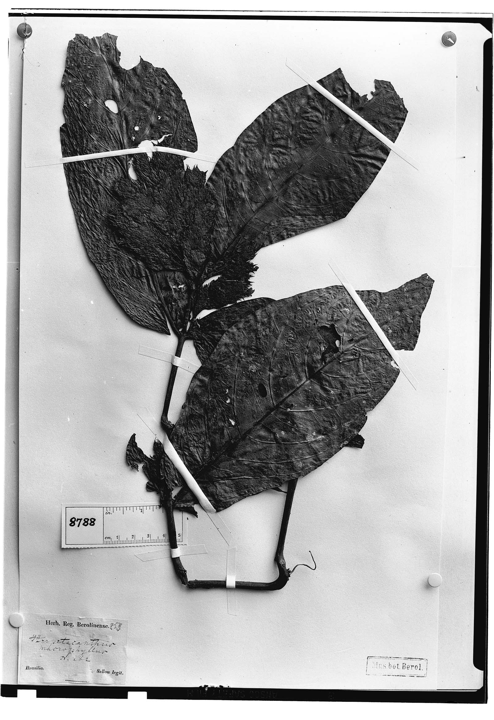 Herpetacanthus macrophyllus image