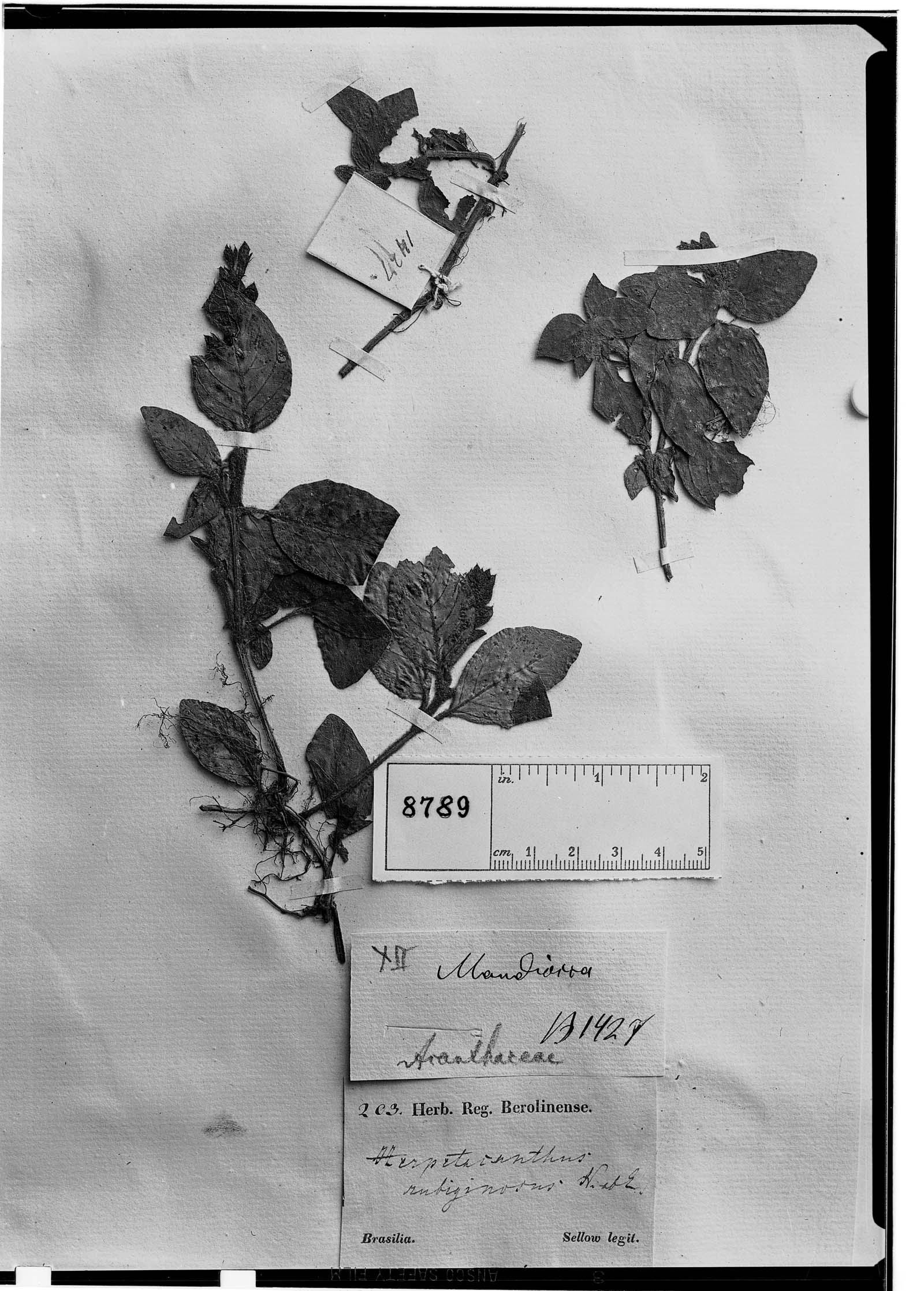 Herpetacanthus rubiginosus image