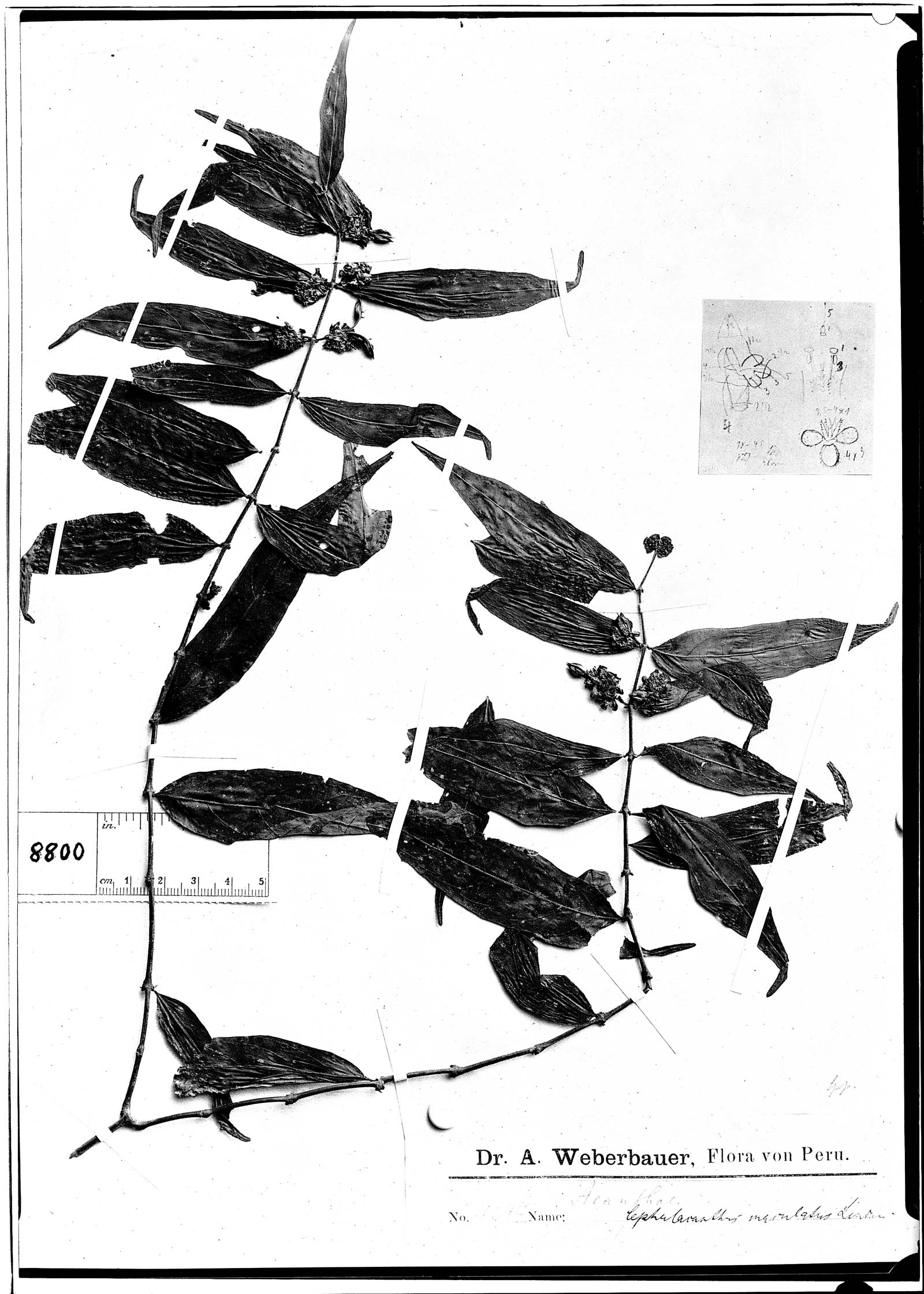 Cephalacanthus maculatus image