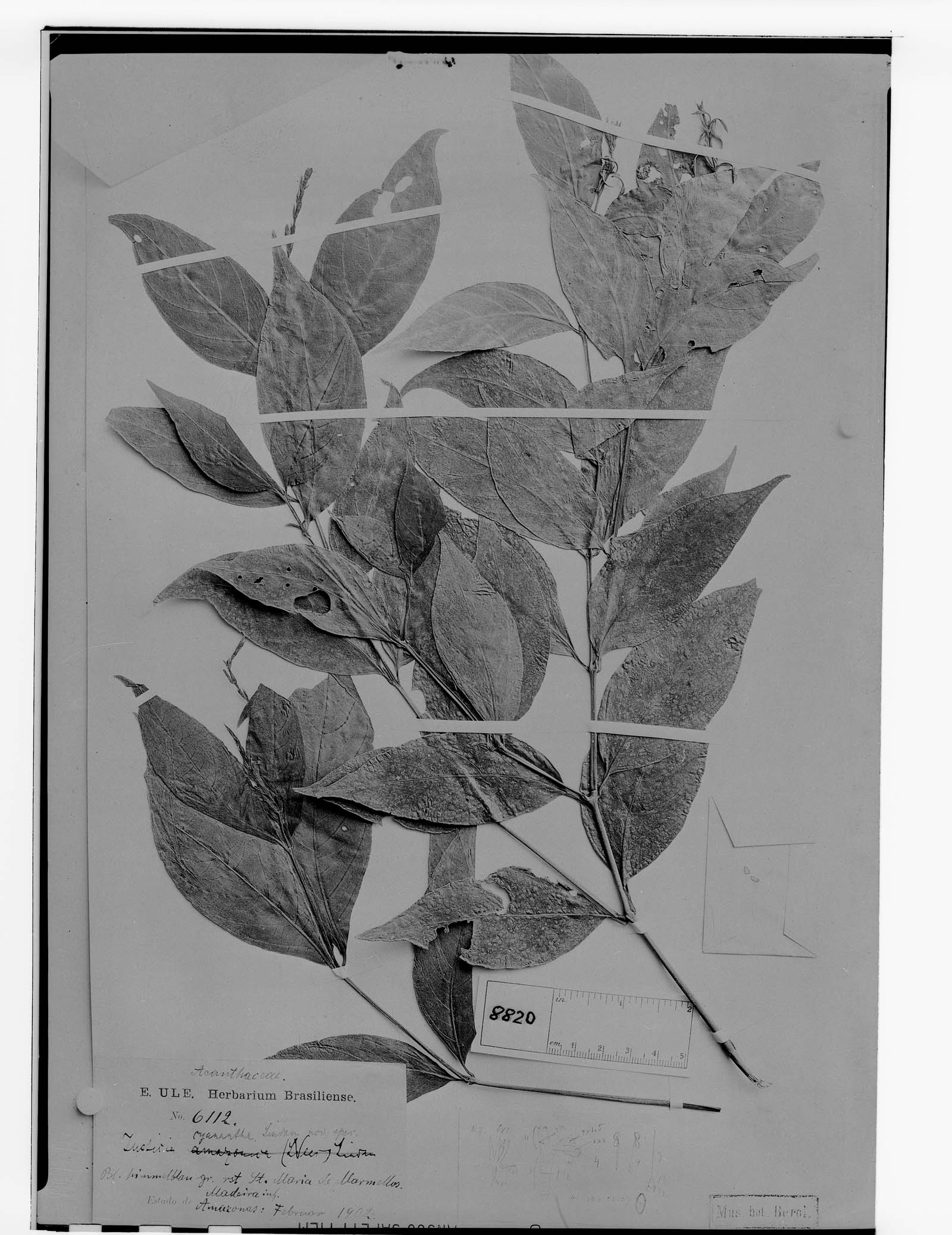 Justicia boliviana subsp. boliviana image