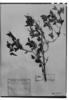 Justicia pauciflora image