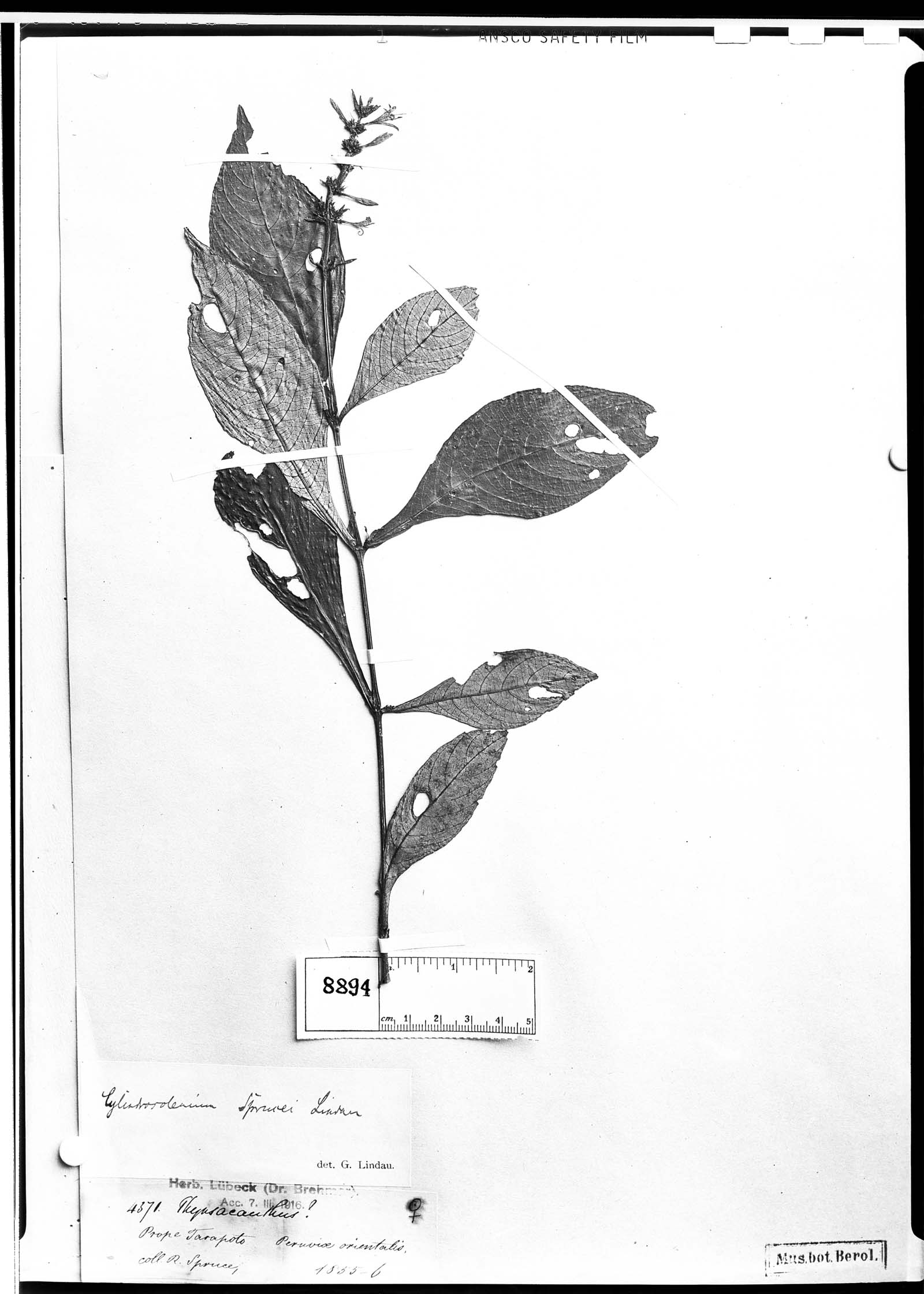 Cylindrosolenium sprucei image