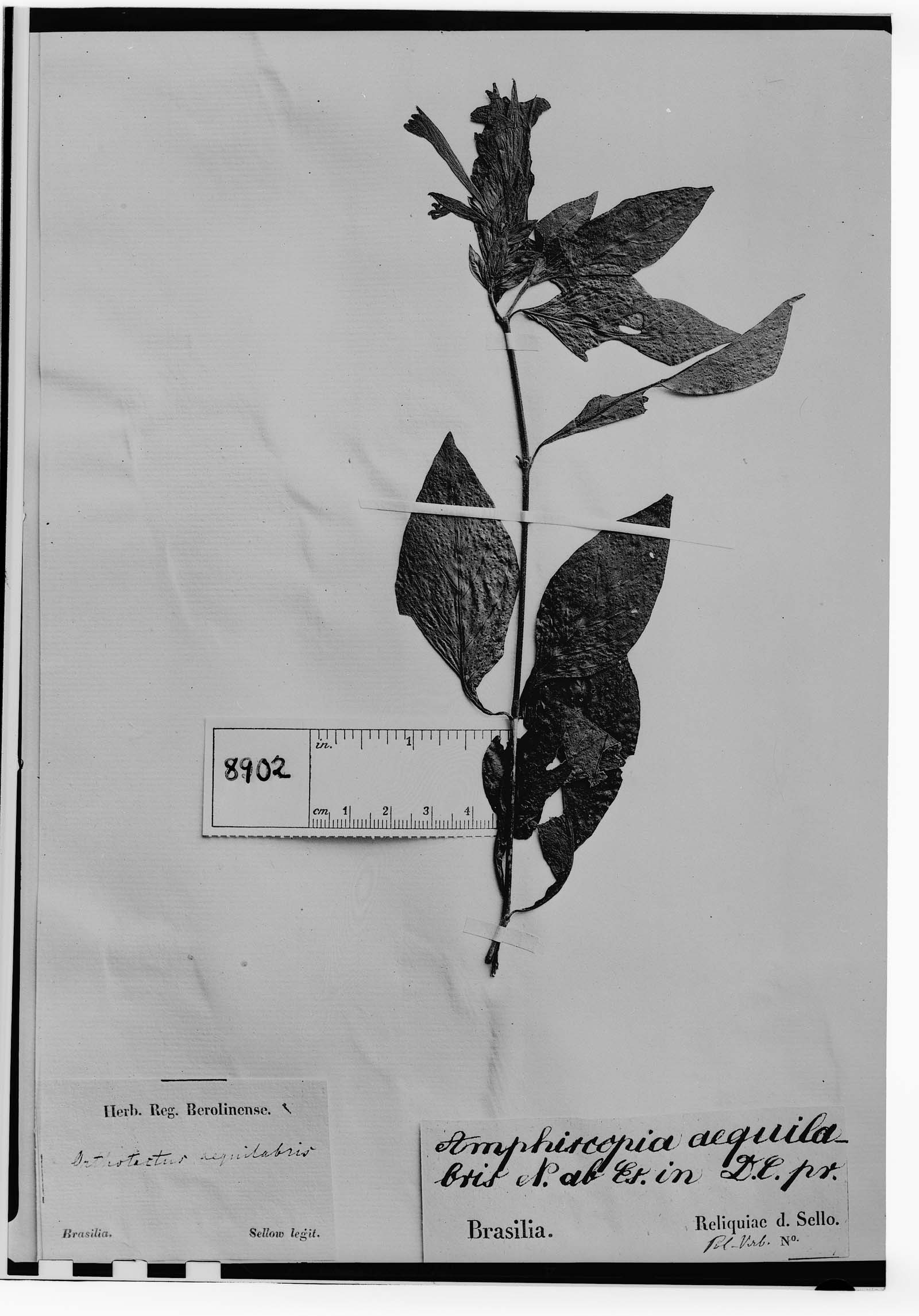 Justicia aequilabris subsp. aequilabris image