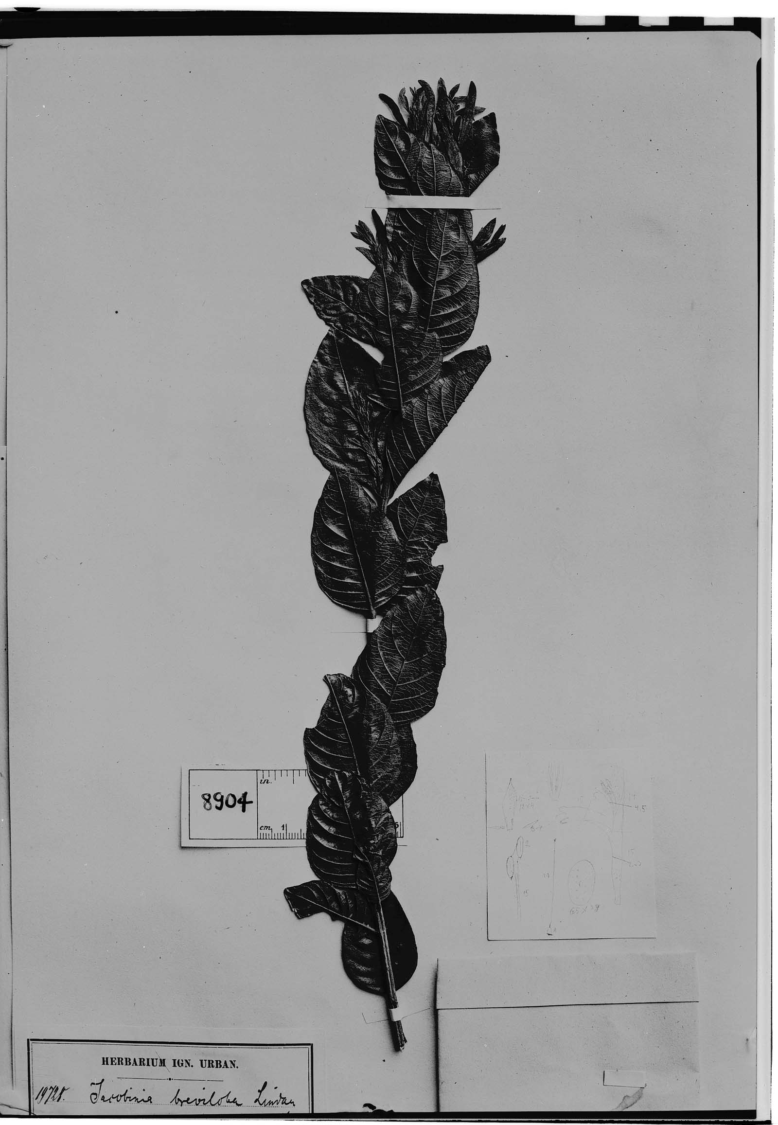Jacobinia breviloba image